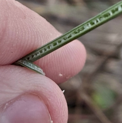 Juncus subsecundus (Finger Rush) at Hackett, ACT - 21 Jul 2024 by Venture