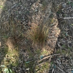 Juncus subsecundus at Hackett, ACT - 21 Jul 2024 03:17 PM