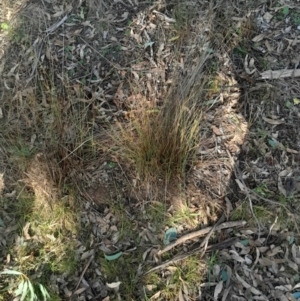 Juncus subsecundus at Hackett, ACT - 21 Jul 2024 03:17 PM