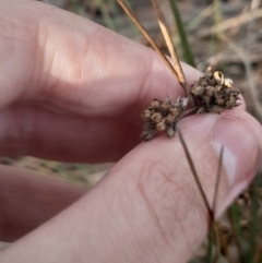 Juncus subsecundus at Hackett, ACT - 21 Jul 2024 03:17 PM