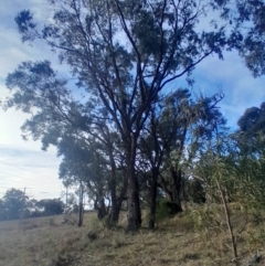 Eucalyptus bridgesiana at Watson, ACT - 21 Jul 2024 03:46 PM