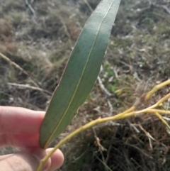 Eucalyptus bridgesiana at Watson, ACT - 21 Jul 2024 03:46 PM