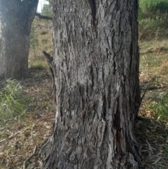 Eucalyptus bridgesiana at Watson, ACT - 21 Jul 2024 03:46 PM