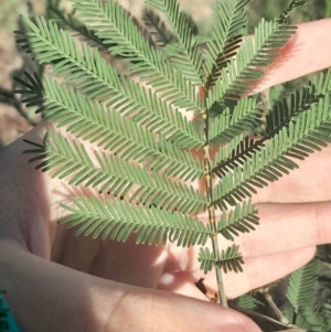 Acacia mearnsii at Hackett, ACT - 21 Jul 2024