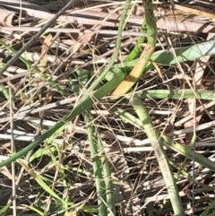 Bulbine bulbosa (Golden Lily) at Hackett, ACT - 21 Jul 2024 by Venture