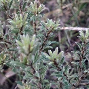 Pultenaea subspicata at Hackett, ACT - 21 Jul 2024