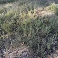 Pultenaea subspicata at Hackett, ACT - 21 Jul 2024