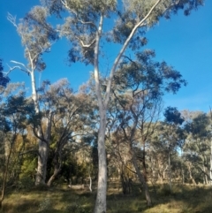 Eucalyptus mannifera subsp. mannifera at Hackett, ACT - 21 Jul 2024