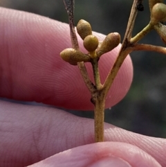 Eucalyptus mannifera subsp. mannifera at Hackett, ACT - 21 Jul 2024