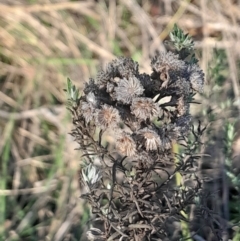 Chrysocephalum semipapposum at Hackett, ACT - 21 Jul 2024