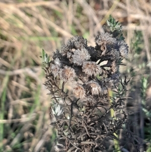 Chrysocephalum semipapposum at Hackett, ACT - 21 Jul 2024 02:49 PM