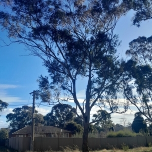 Eucalyptus melliodora at Hackett, ACT - 21 Jul 2024