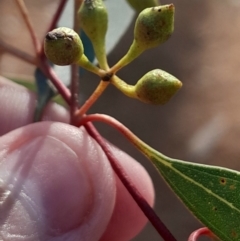 Eucalyptus melliodora at Hackett, ACT - 21 Jul 2024