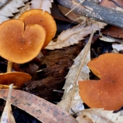 Unidentified Cap on a stem; gills below cap [mushrooms or mushroom-like] by LisaH