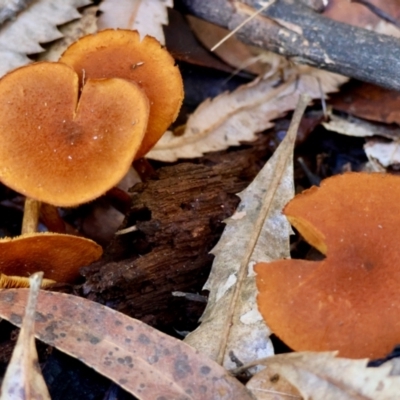 Unidentified Cap on a stem; gills below cap [mushrooms or mushroom-like] by LisaH