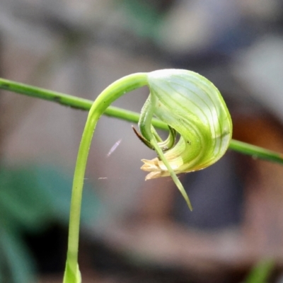 Pterostylis nutans (Nodding Greenhood) at Moruya, NSW - 21 Jul 2024 by LisaH