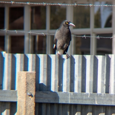 Strepera graculina (Pied Currawong) at North Albury, NSW - 17 Jul 2024 by Darcy