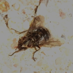 Tachinidae (family) at Booth, ACT - 21 Jul 2024 02:52 PM