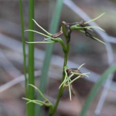 Cryptostylis sp. at Moruya, NSW - 21 Jul 2024 by LisaH