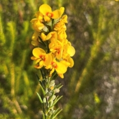 Dillwynia floribunda (Flowery Parrot-pea, Showy Parrot-pea) at Jervis Bay, JBT - 20 Jul 2024 by Clarel