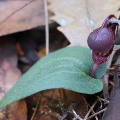 Corybas unguiculatus (Small Helmet Orchid) at Moruya, NSW - 21 Jul 2024 by LisaH