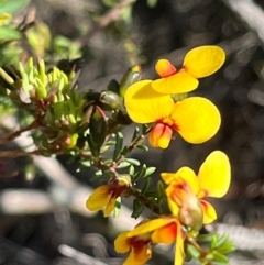 Dillwynia ramosissima (Bushy Parrot-pea) at Jervis Bay, JBT - 20 Jul 2024 by Clarel