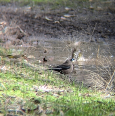 Artamus cyanopterus (Dusky Woodswallow) at Chiltern Valley, VIC - 21 Jul 2024 by Darcy