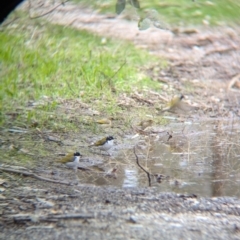 Melithreptus lunatus (White-naped Honeyeater) at Chiltern Valley, VIC - 21 Jul 2024 by Darcy