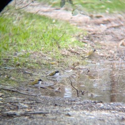 Melithreptus lunatus (White-naped Honeyeater) at Chiltern Valley, VIC - 21 Jul 2024 by Darcy