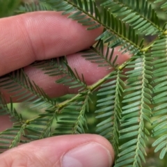 Acacia decurrens (Green Wattle) at Chiltern Valley, VIC - 21 Jul 2024 by Darcy