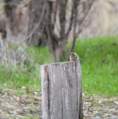 Antechinus flavipes (Yellow-footed Antechinus) at Chiltern Valley, VIC - 21 Jul 2024 by Darcy