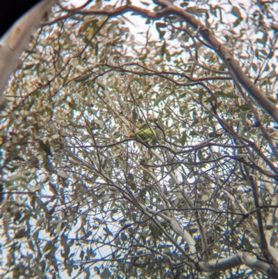 Lathamus discolor (Swift Parrot) at Chiltern Valley, VIC - 21 Jul 2024 by Darcy