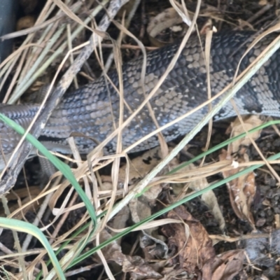 Tiliqua scincoides scincoides (Eastern Blue-tongue) at Deagon, QLD - 21 Jul 2024 by Elntsd74