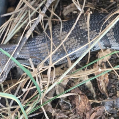 Tiliqua scincoides scincoides at Deagon, QLD - 21 Jul 2024 by Elntsd74