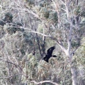 Aquila audax at Rendezvous Creek, ACT - 20 Jul 2024 04:21 PM