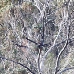 Aquila audax at Rendezvous Creek, ACT - 20 Jul 2024 04:21 PM