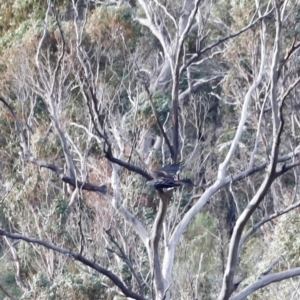 Aquila audax at Rendezvous Creek, ACT - 20 Jul 2024 04:21 PM