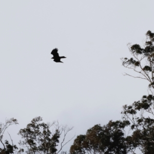 Aquila audax at Rendezvous Creek, ACT - 20 Jul 2024