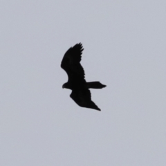 Aquila audax at Rendezvous Creek, ACT - 20 Jul 2024 04:21 PM