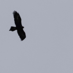 Aquila audax at Rendezvous Creek, ACT - 20 Jul 2024 04:21 PM