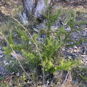 Grevillea sp. at Hackett, ACT - 21 Jul 2024