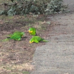 Polytelis swainsonii (Superb Parrot) at Phillip, ACT - 22 Jul 2024 by stofbrew