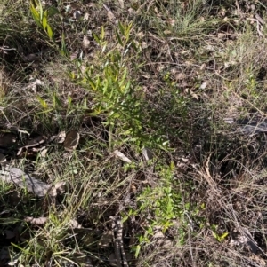 Olea europaea subsp. cuspidata at Hackett, ACT - 21 Jul 2024