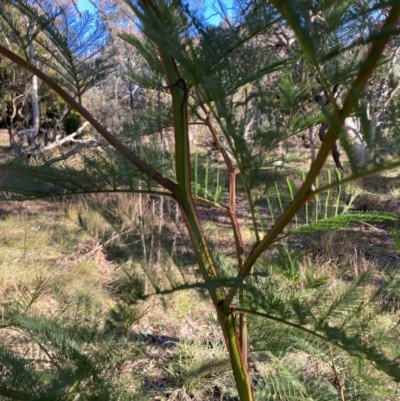 Acacia decurrens (Green Wattle) at Hackett, ACT - 21 Jul 2024 by waltraud