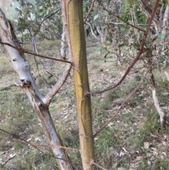 Acacia decurrens (Green Wattle) at Hackett, ACT - 21 Jul 2024 by waltraud