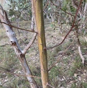 Acacia decurrens at Hackett, ACT - 21 Jul 2024