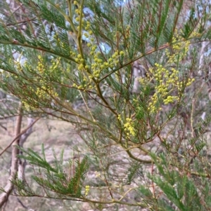 Acacia decurrens at Hackett, ACT - 21 Jul 2024 04:42 PM