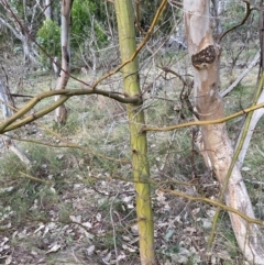 Acacia decurrens at Hackett, ACT - 21 Jul 2024