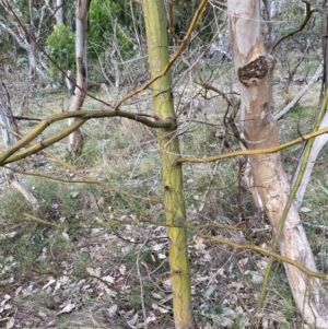 Acacia decurrens at Hackett, ACT - 21 Jul 2024