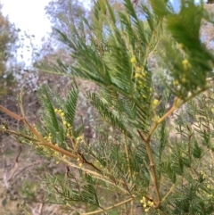 Acacia decurrens at Hackett, ACT - 21 Jul 2024